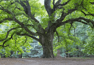 Tree Health